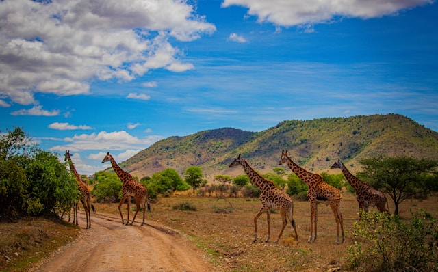 9 Day Ultimate Tanzania Wildlife Safari